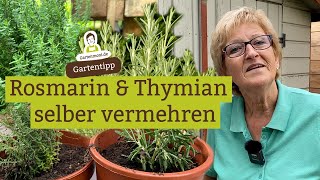 Thymian und Rosmarin mit Stecklingen selber vermehren  Kräuterbeet [upl. by Nothgiel]