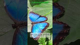 Discover the Blue Morpho Butterfly Short [upl. by Kalb442]