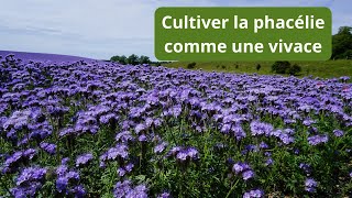 Comment cultiver la phacélie plusieurs années de suite [upl. by Mlohsihc]