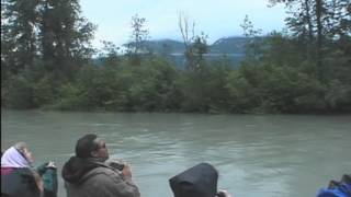 Haines from Skagway Haines Eagle Preserve Wildlife River Adventure  Holland America Line [upl. by Tecla700]