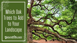 Which Oak Trees to Add to Your Landscape  NatureHillscom [upl. by Anneh]