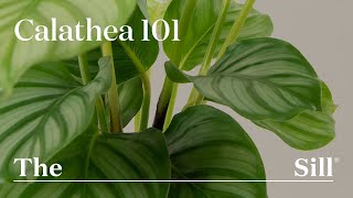 How to take care of a Calathea [upl. by Giovanna488]