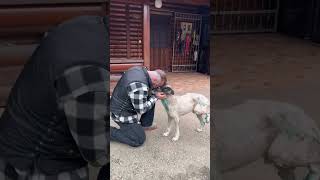 Poor dog has a serious leg injury😢 rescue dog help animals love [upl. by Lazos]