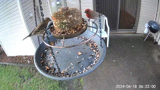 20240618  A compilation of a the few House Finch visits that took place throughout the day [upl. by Mitzl453]