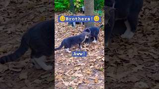 quotWhats Up Broquot 💙 Beautiful Gray and White Tabby Cats shorts [upl. by Kaye]