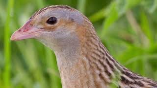 Corncrake Call [upl. by Irahc970]