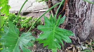 Philodendron bipinnatifidumPhilodendron selloum lacy tree philodendron selloum horsehead philode [upl. by Poppo102]