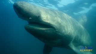 Basking Sharks  SHARK ACADEMY [upl. by Kreindler288]