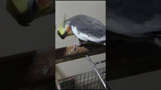 Cockatiel birds cute whistling 😗 [upl. by Noyerb20]