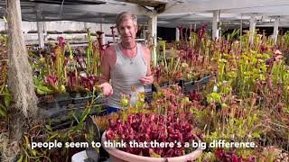 How to Grow Sarracenia purpurea [upl. by Kasey981]