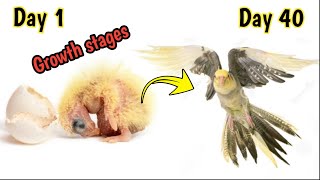 Cockatiel baby growth stagecockatiel baby growth timelapse from egg to self [upl. by Anwadal337]