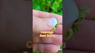 Seed Saving Series Calendula seedsaving Calendula [upl. by Tilford388]