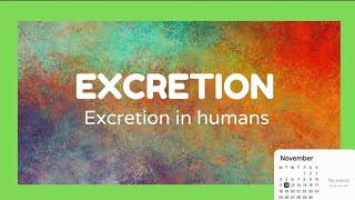 Excretion in Human for Class VII to X 5minutesscience [upl. by Norrahc]