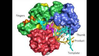 Virology Lecture Picornaviruses [upl. by Chiles792]