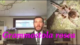 La blague de Jano  Mygale Grammostola rosea [upl. by Eniotna]