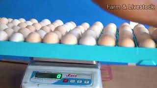 The entire process of raising broiler chickens from egg incubation  chicken farming [upl. by Jamille]