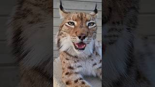 FUNNY ANIMALSlynx Pursh animals wildlife lynx [upl. by Betteanne]