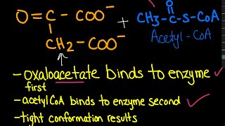 Citrate Synthase Ordered Substrate Binding  Biochemistry [upl. by Sasnett]