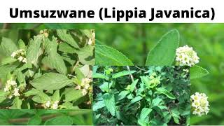 Lippia Javanica Umsuzwane [upl. by Aihsatsan]