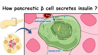 Insulin secretion molecular mechanism of insulin synthesis and secretion [upl. by Katherin595]