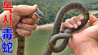 폐 통발 속에 독사가 한가득 직접 꺼내서 방생해주기 ※뱀 주의※국내 4대 독사 유혈목이괴짜낚시TV [upl. by Einnaej507]