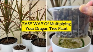 How to Grow and Propagate Dracaena  Dragon Tree or Dracaena Marginata  5 Months UPDATE [upl. by Aitram]