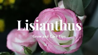 Lisianthus Grow and Care Tips [upl. by Amsaj]