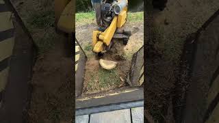 100 Year old Palm Stump Grind Broke the Stump Grinder treestump realtrees bigtree pruning tree [upl. by Zenitram]