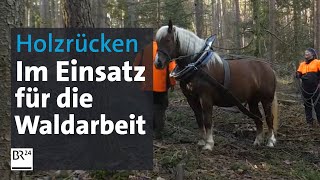 Holzrücken Michaela Streb und ihre Kaltblüter  BR24 [upl. by Marlin]