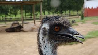 AMAZING EMU Sounds Effects Video On The Sounds Australian Bird Emu Make [upl. by Ahsata1]