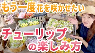 【秋の球根といえばこれ！】チューリップの品種紹介から植え付け方法まで紹介します♪【初心者向け】【ガーデニング】【園芸チャンネル】 [upl. by Elleyoj]