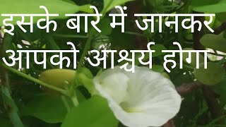 सफेद अपराजिता का जादुई पौधा👉 सावन में जरूर लगाएं  Benefits of white aparajita  clitoria Ternatea [upl. by Averil179]