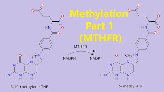 Methylation  Part 1 MTHFR  MTHFR KETO CARNIVORE [upl. by Simmie]