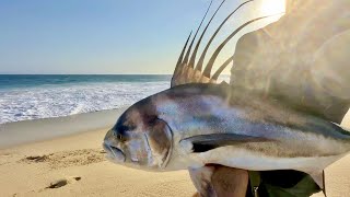 EPIC Roosterfish action from the beach in Baja [upl. by Anihsat595]