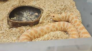 2024 HOGNOSE BREEDER UPDATE  STAY TUNED [upl. by Adebayo]