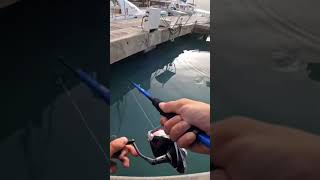 Dock tarpon on And off🥲 fishing youtubeshorts tarpon [upl. by Oznofla330]