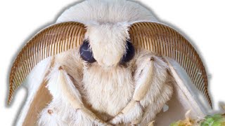 How to breed Mulberry Silkmoths Bombyx mori by Bart Coppens [upl. by Anirtep]