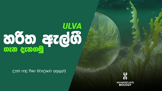 හරිත ඇල්ගී Ulva ගැන දැනගමු  ප්‍රොටිස්ටා රාජධානිය  උසස් පෙළ ජීව විද්‍යාව  Bhagya S Jayasekara [upl. by Karame105]