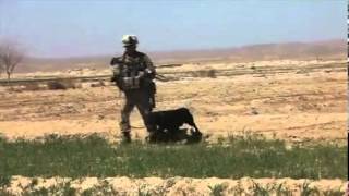 Marines Search for Enemy Weapons Caches  1st Light Armored Reconnaissance Battalion [upl. by Sue626]