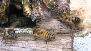 OPERÁRIA de Apis mellifera LIBERANDO FEROMÔNIO DE ATRAÇÃO [upl. by Pelagi227]