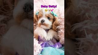 Baby Betty photoshoot  alchemyacres cavalierkingcharlesspaniel 💕🐶🥹🙏 [upl. by Ebaj872]