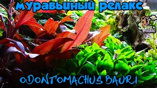 Муравьиный релакс ● Odontomachus bauri ● Природный формикарий [upl. by Phina]