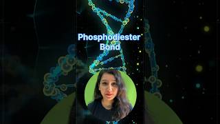 How Phosphodiester bond is synthesised csir neet neetbiology iitjamgatb gate molecularbiology [upl. by Holt]