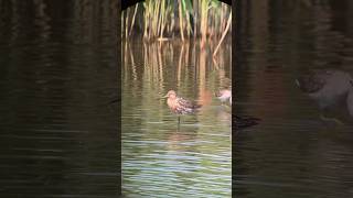 Bartailed Godwit in NJ birding wildlife [upl. by Salocin513]