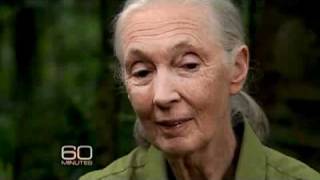 Jane Goodall and Her Chimps [upl. by Htaras9]