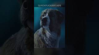 This Dog Fights another Dog to be the Leader 😱 reels movie scarymovieclips movieclips film [upl. by Soluk]