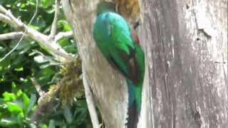 Quetzal Birds building a nest Monteverde Costa Rica [upl. by Helprin363]