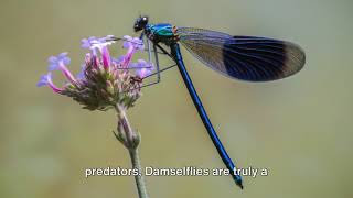 Damselfly [upl. by Erodeht568]