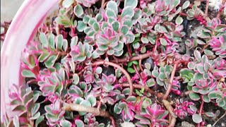 Muhteşem Sedum Spurium Tricolor➡️Sedum Voodoo  Yerörtücü Türler [upl. by Itirp]