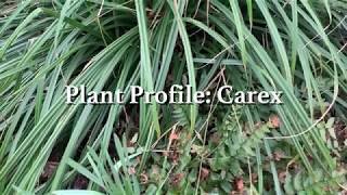 Carex Plant Profile [upl. by Giustino]